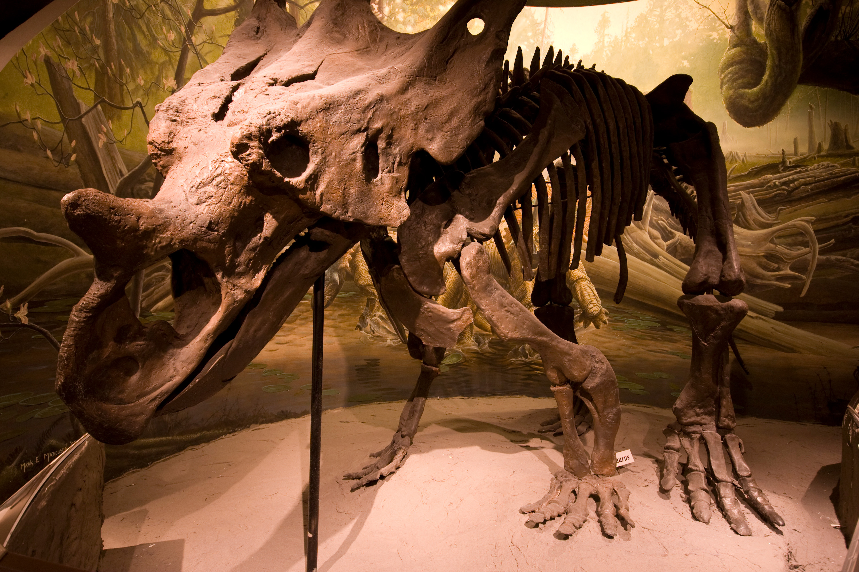 A chasmosaurus fossil on display at Morrill Hall. Visitors will learn more about paleontology at the National Fossil Day celebration Oct. 5.