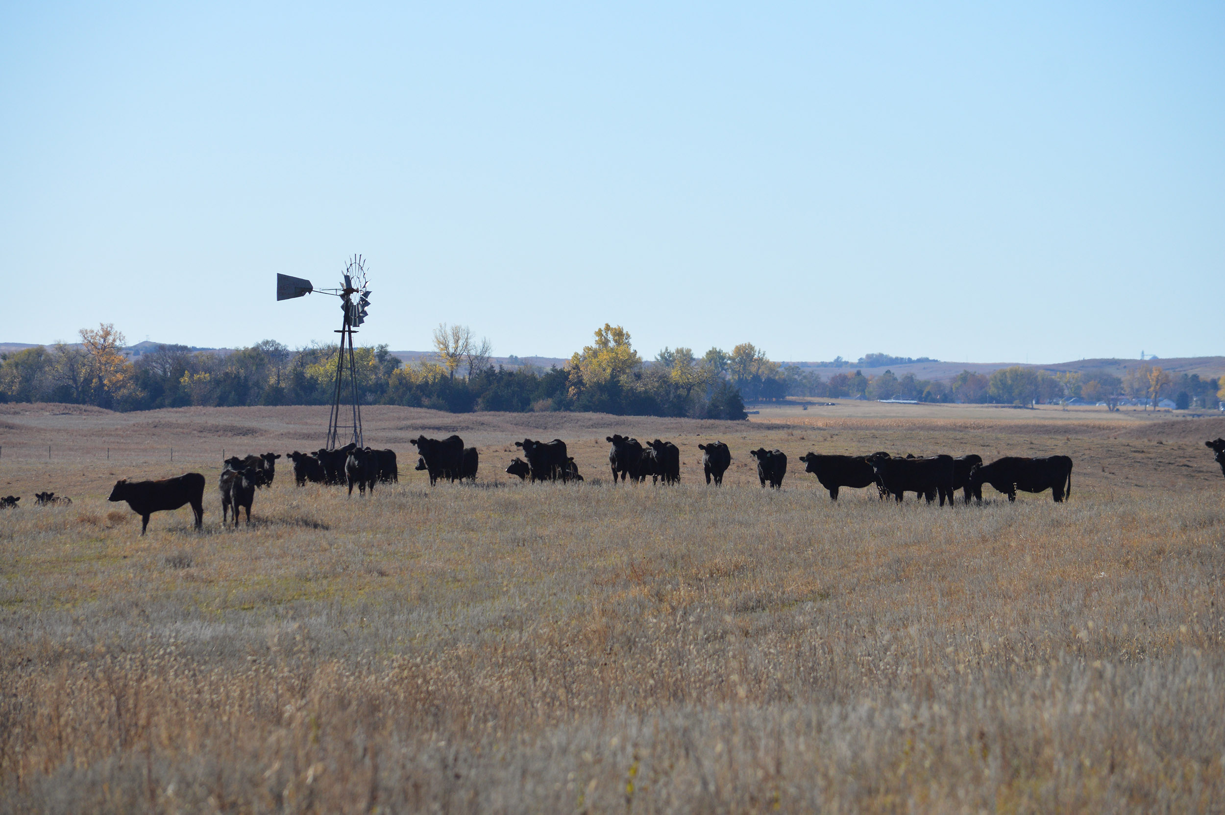 The Nebraska Integrated Beef Systems Hub brings together faculty members in wide-ranging disciplines with cattle producers and industry partners to solve new challenges facing the beef industry.