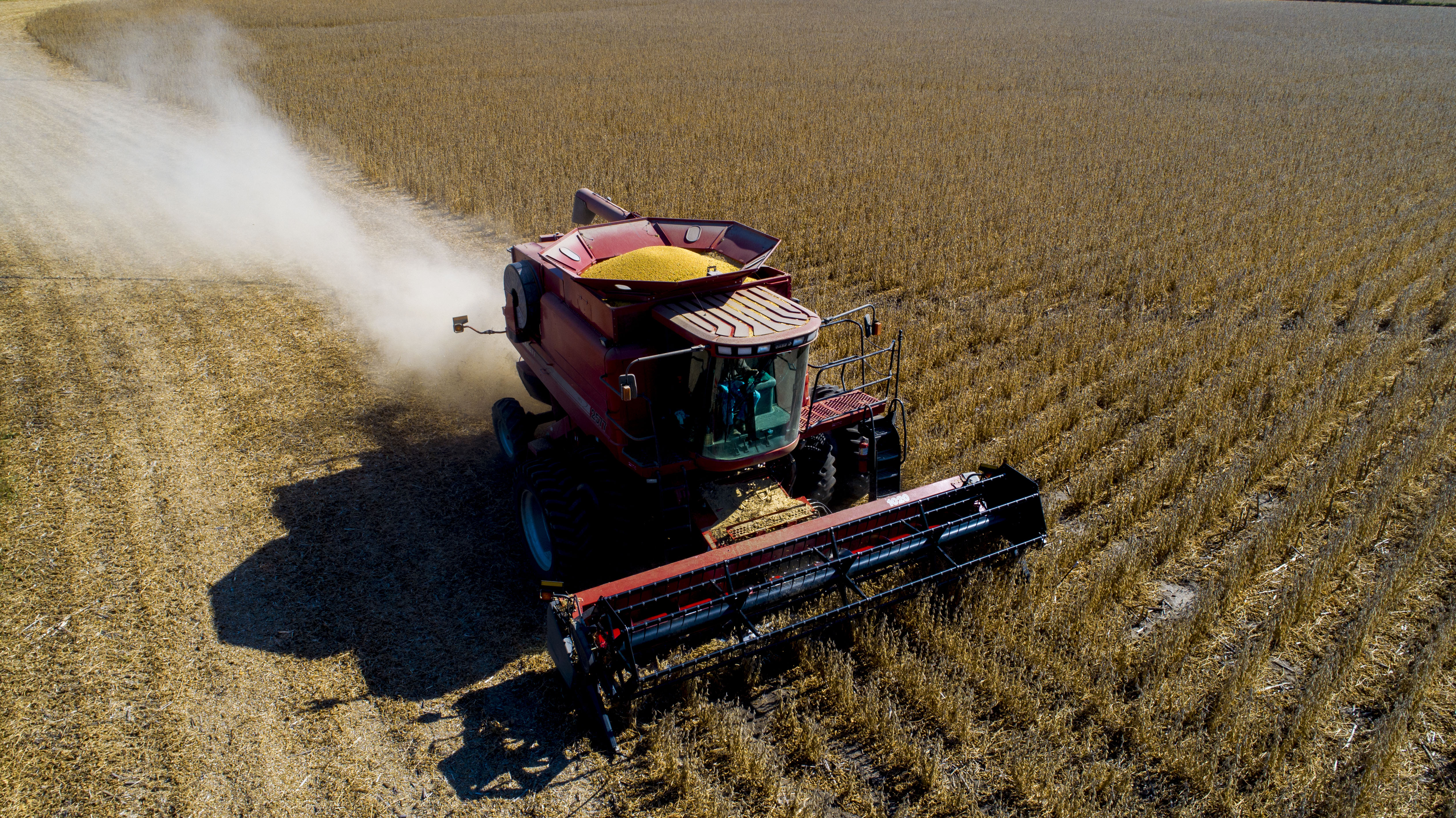 A red combine harvests soybean plants.