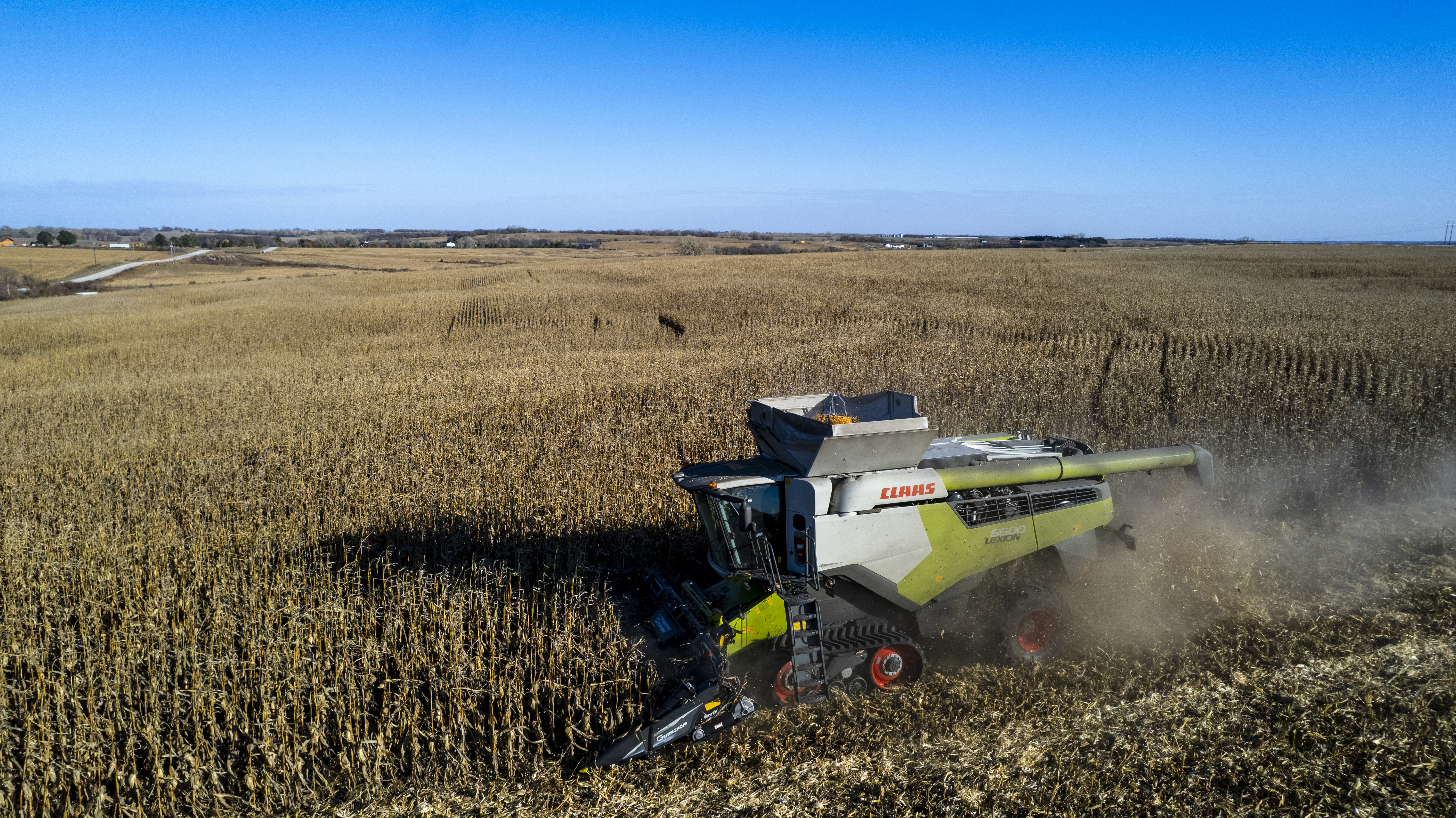 A green-and-white Claas combine harvests corn under a clear sky.