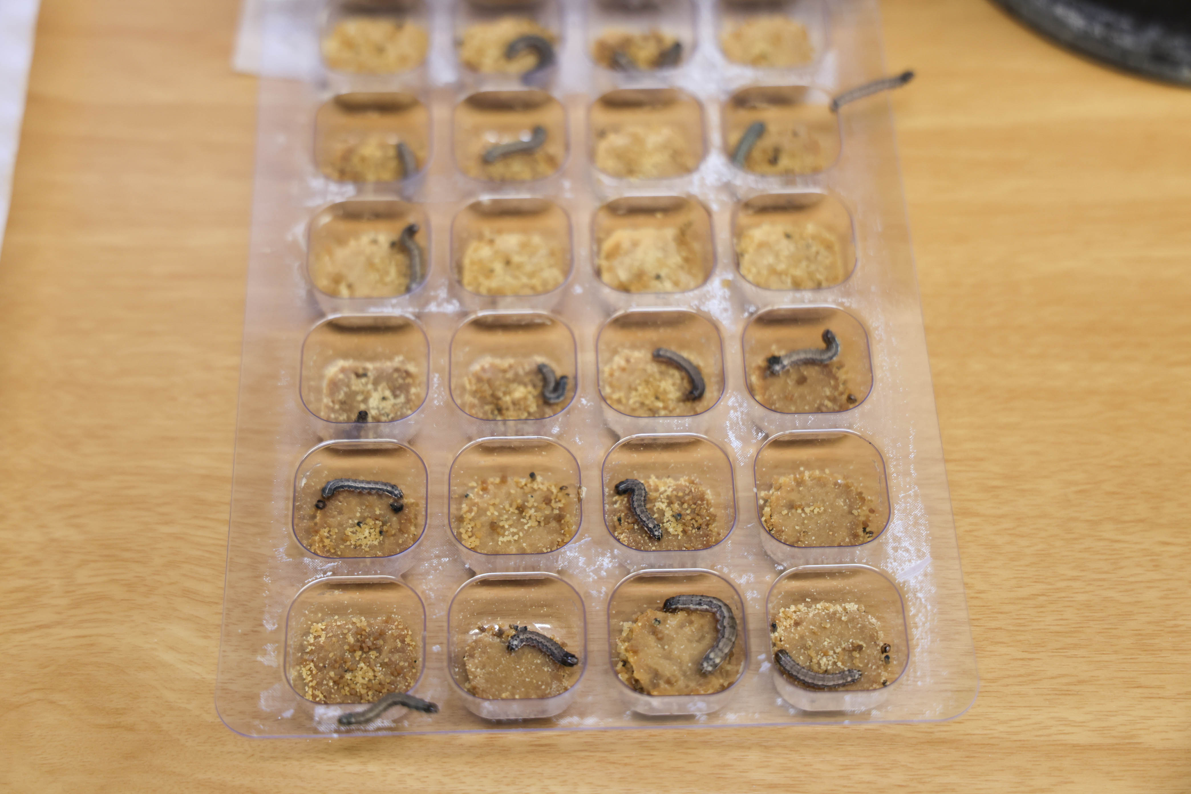 Fall armyworm larvae in sections of a tray.