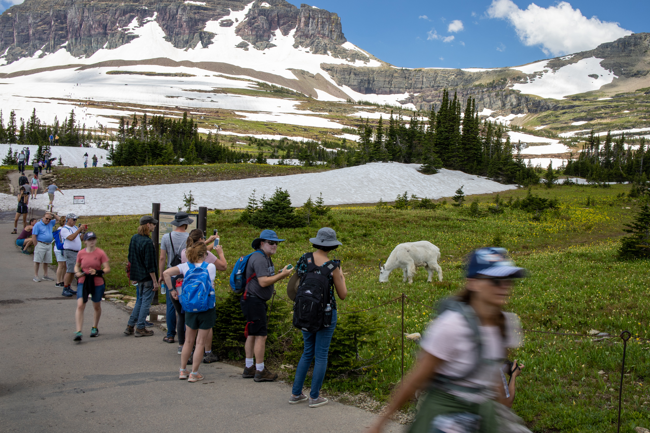 A mountain goat grazes near a trail full of tourists in Glacier National Park in Montana.