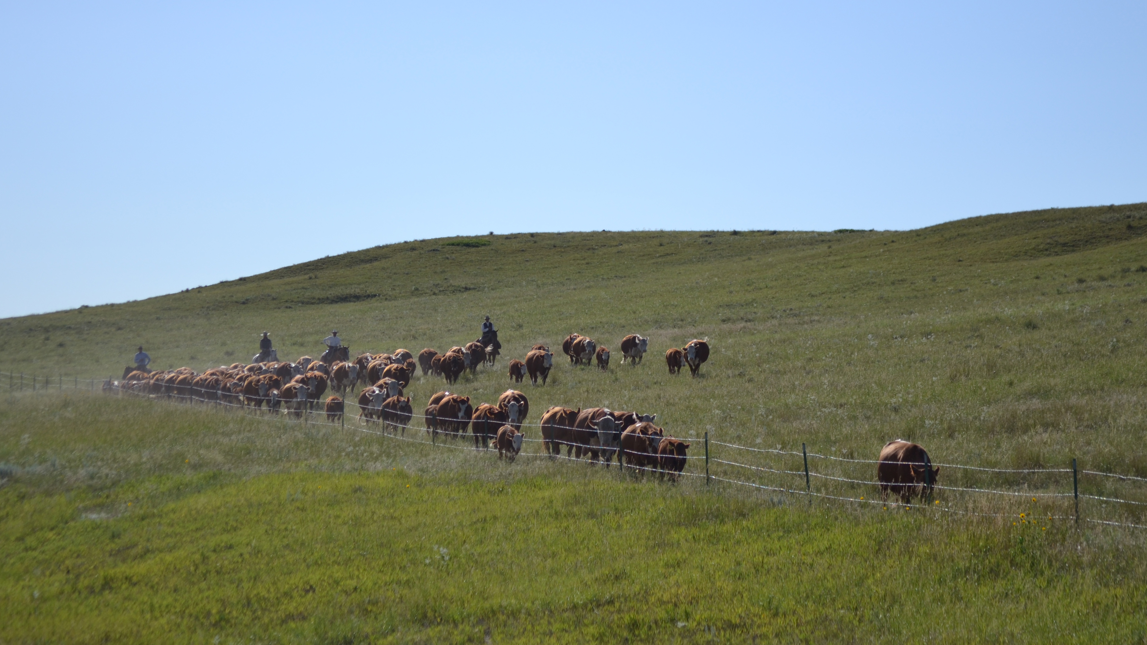 Ranchers move a herd of cattle in a field.