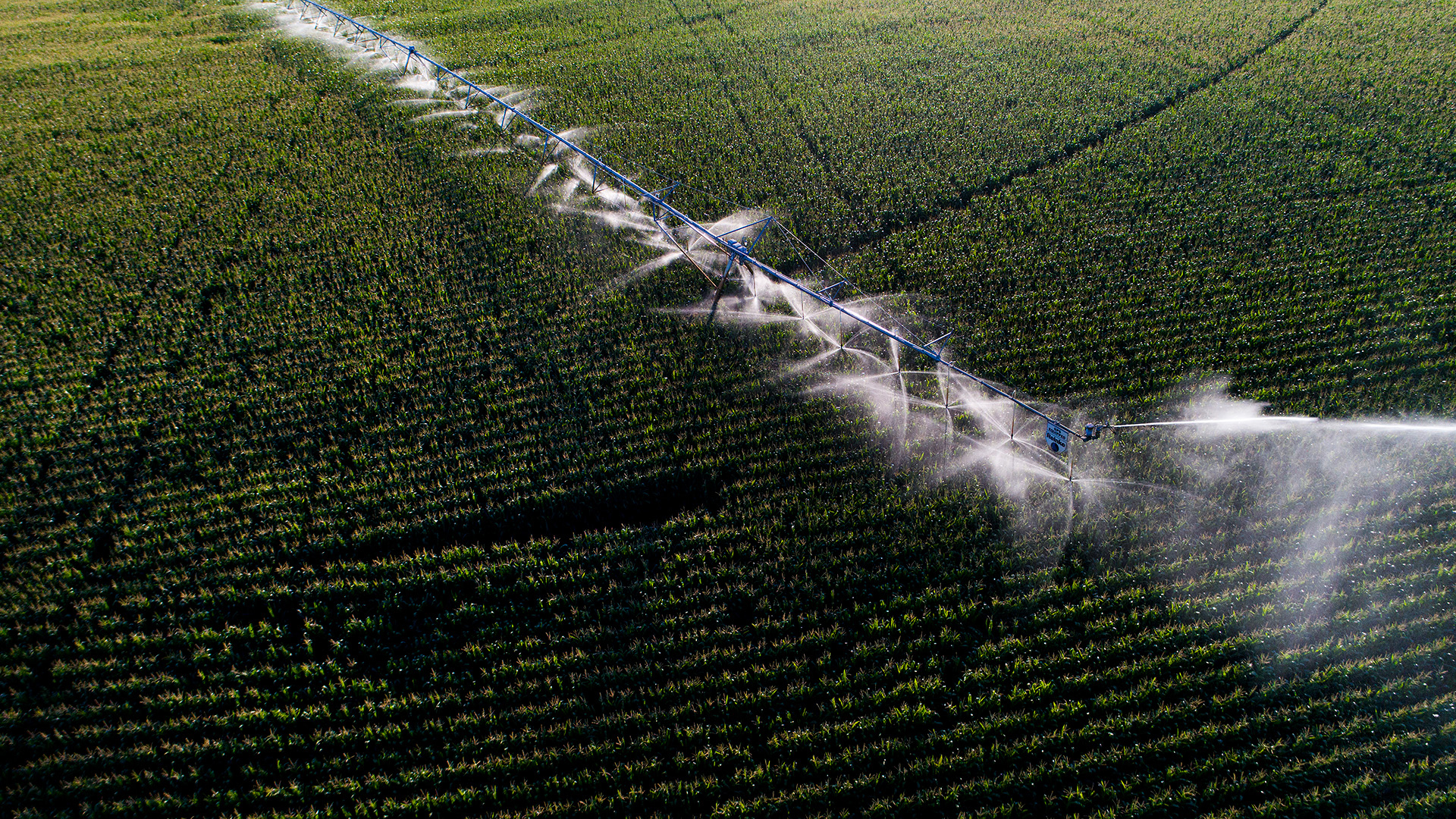 An aerial photo of an irrigation system watering a cornfield.