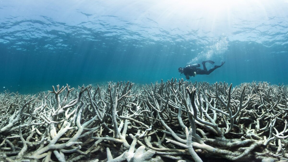 Chasing Coral