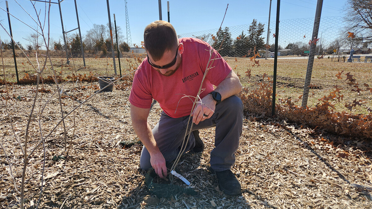 A man cares for a young dormant tree.