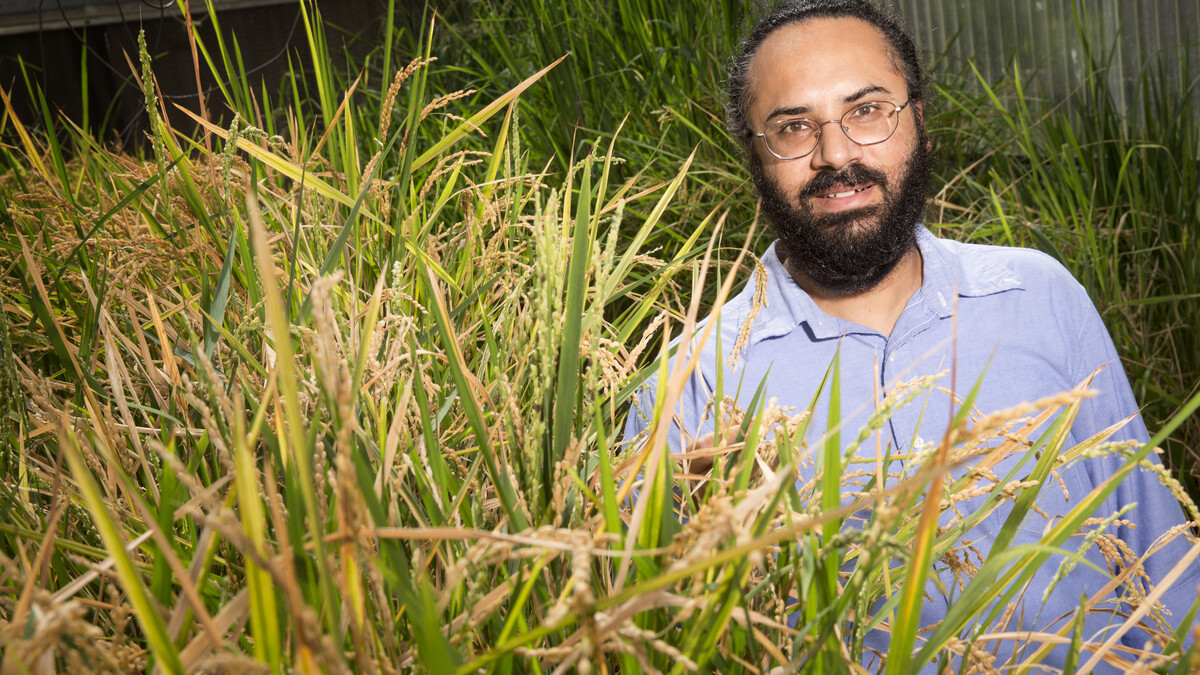 Harkamal Walia, a plant molecular physiologist, is part of a research team that received $2 million from the National Science Foundation to look for salt-tolerant rice genes.