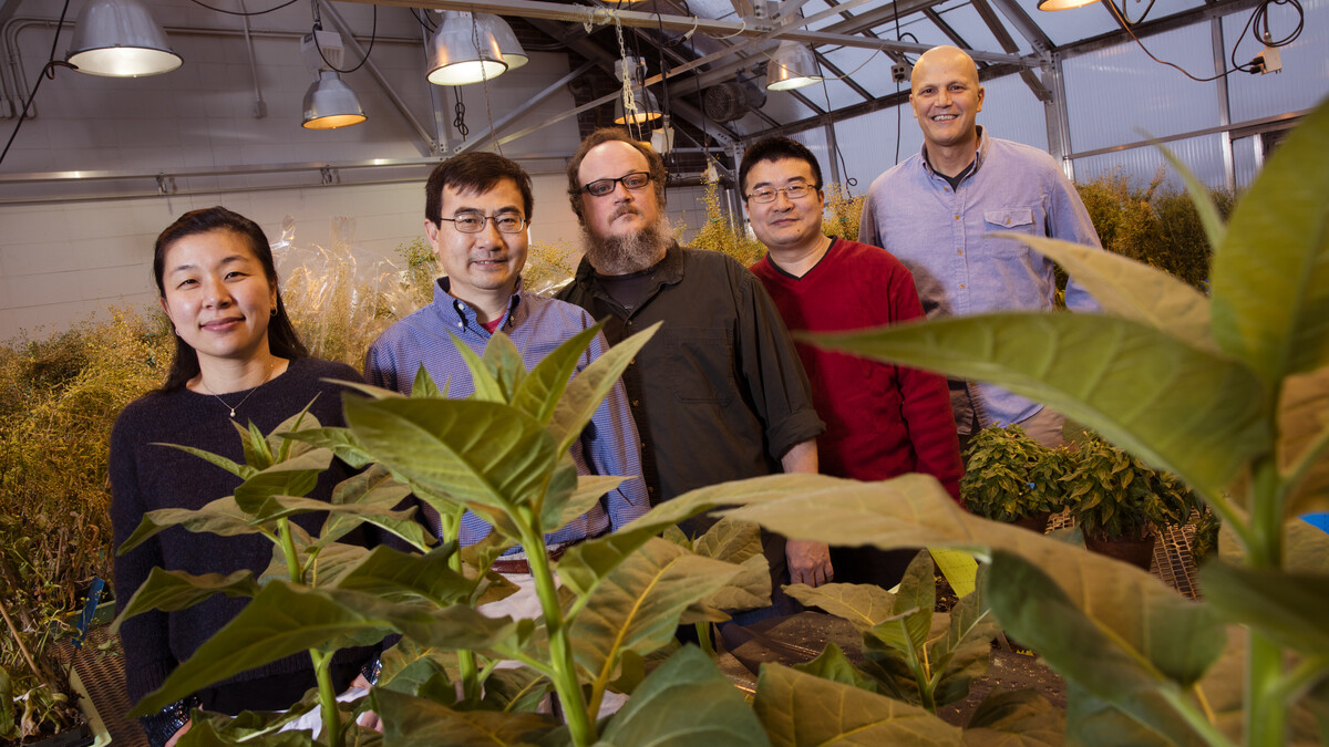 UNL researchers have identified a target of disease-causing plant pathogens. From left, Panya Kim, Ming Guo, Christian Elowsky, Guangdong Li and Jim Alfano. 