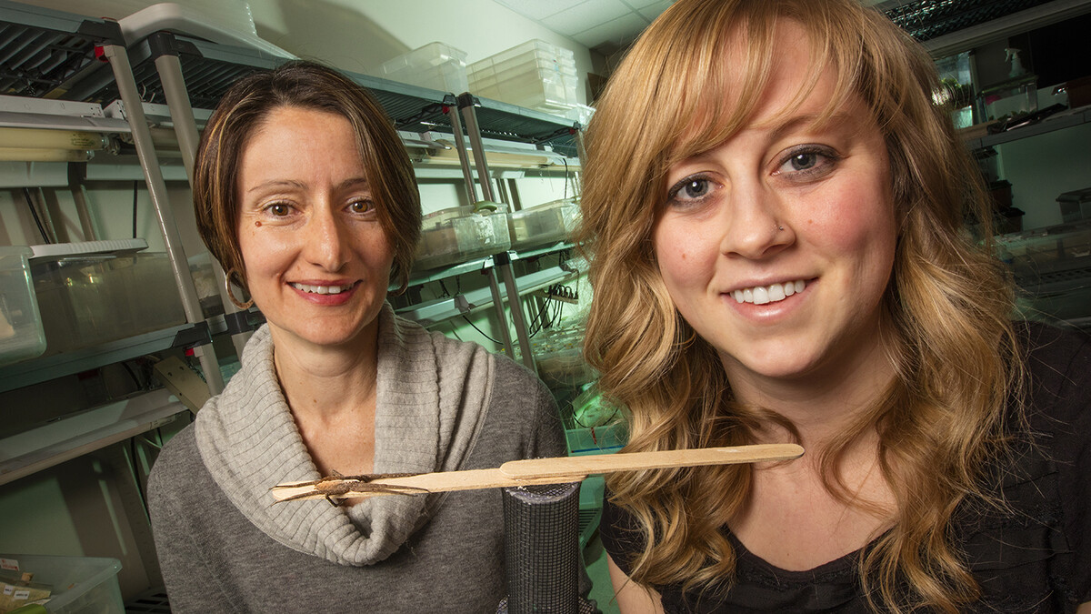 Biologists (left to right) Eileen Hebets and Alissa Anderson have shown that the male nursery-web spider improves his odds of surviving a sexual encounter with a cannibalistic female by wrapping his mate's forelegs with silk prior to copulation.