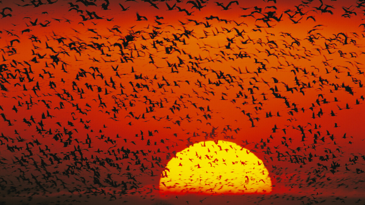 Sandhill cranes in flight at sunset