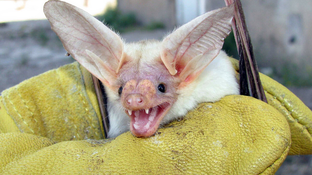 Morrill Hall's Sunday with a Scientist program on Oct. 20 will feature bat research by UNL's Patricia Freeman. Pictured above is a pallid bat (Antrozous pallidus), which has exceptional maneuverability and eats items on the ground.