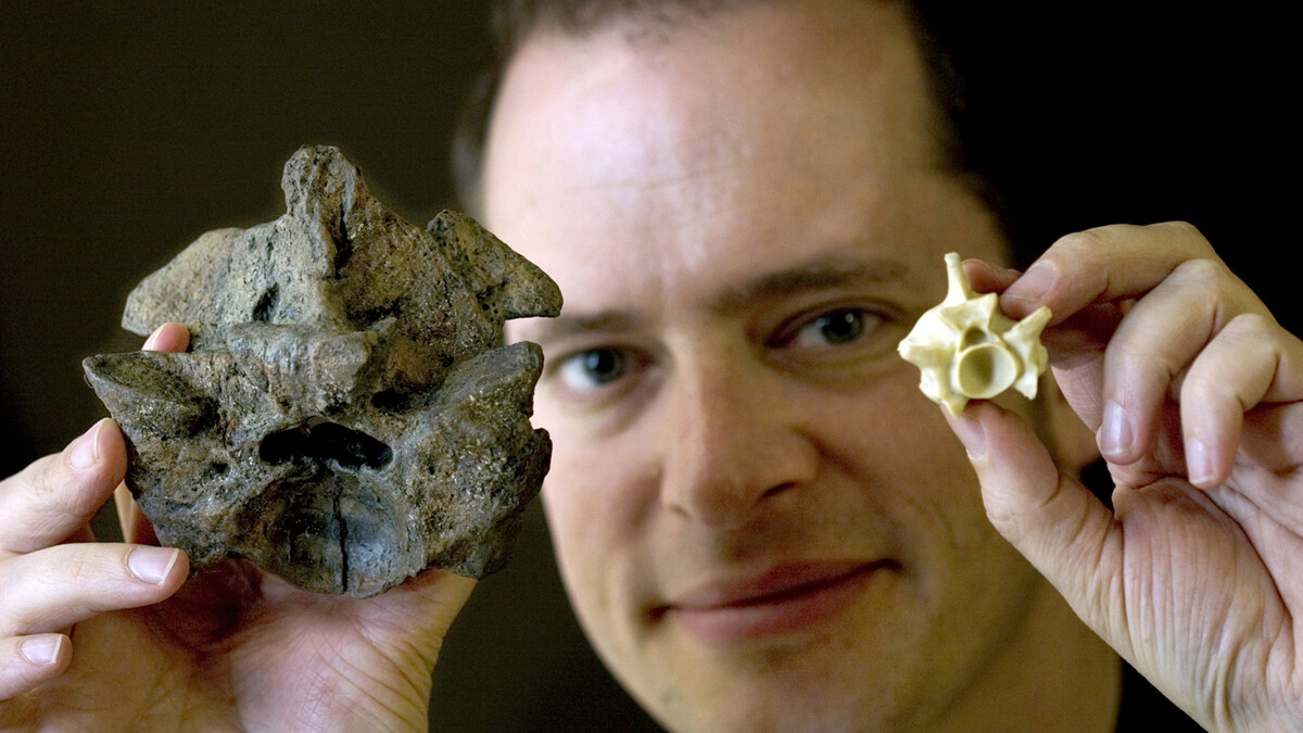 Jason Head, assistant professor in the Department of Earth and Atmospheric Sciences at UNL and curator of vertebrate paleontology in the University of Nebraska State Museum, shows the vertebrae size difference between a modern Anaconda (right) and Titanoboa cerrejonesis (left).