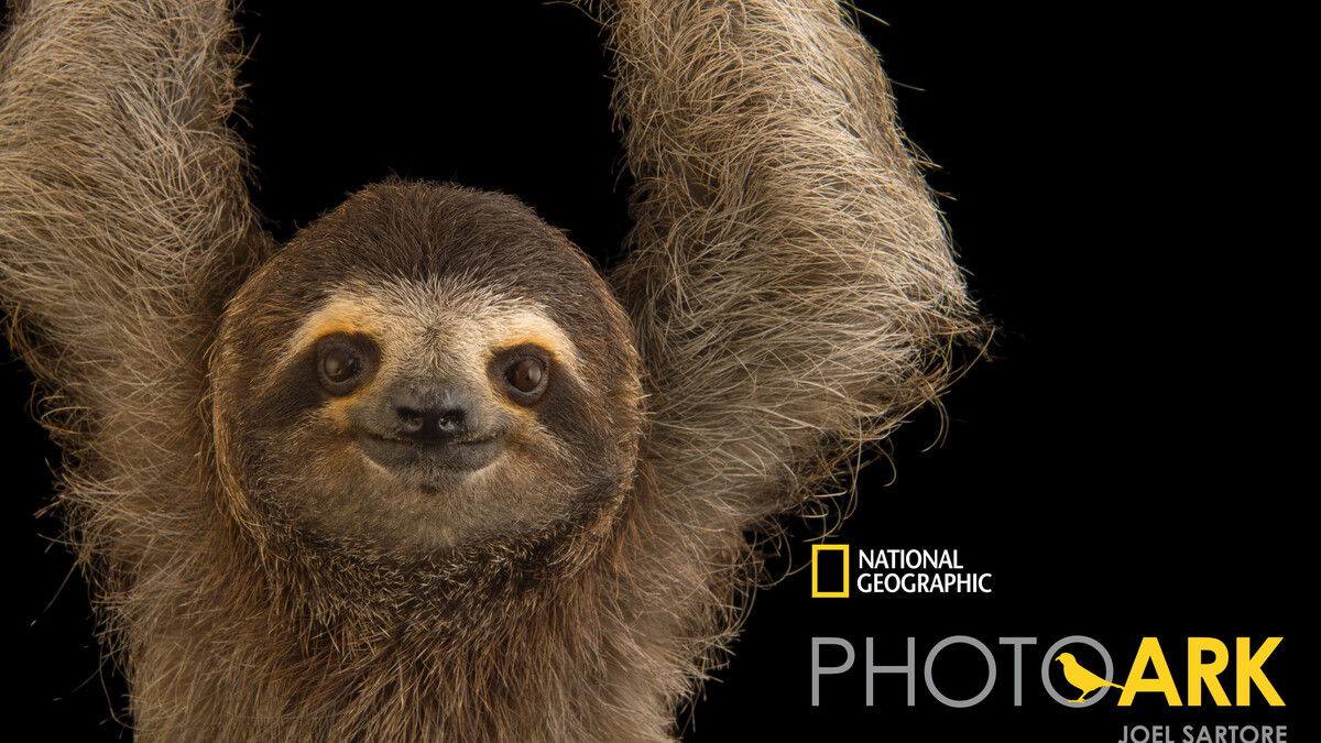 A brown-throated three-toed sloth (Bradypus variegatus)