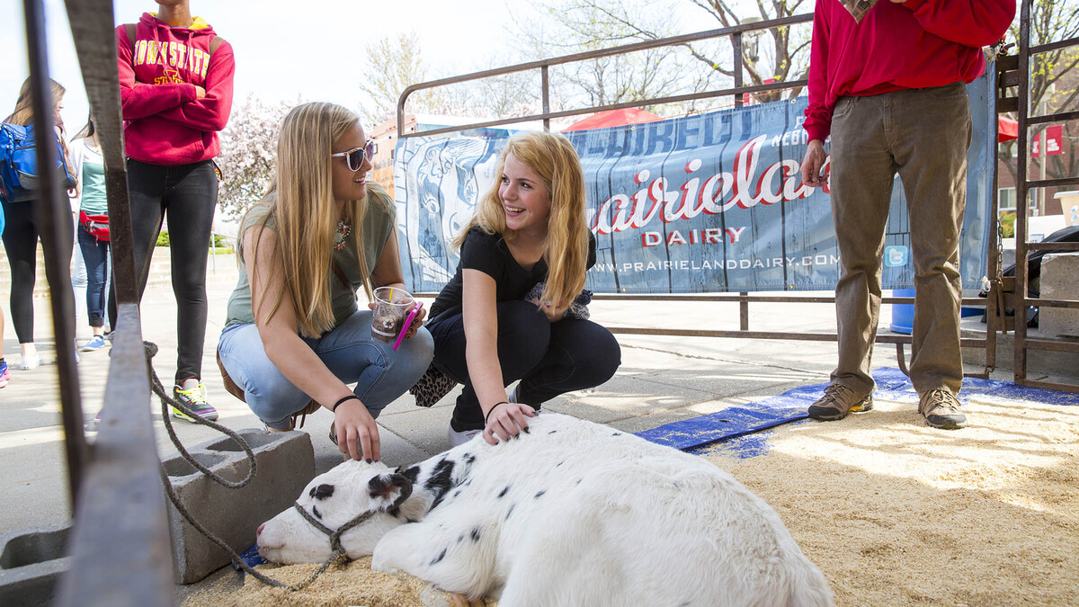 Students pet a 4-day-old milk calf brought to campus by Prairieland Dairy during Husker Food Connection in April 2015. The annual event will be from 10 a.m. to 2 p.m. April 21 at the Nebraska Union Plaza on City Campus.