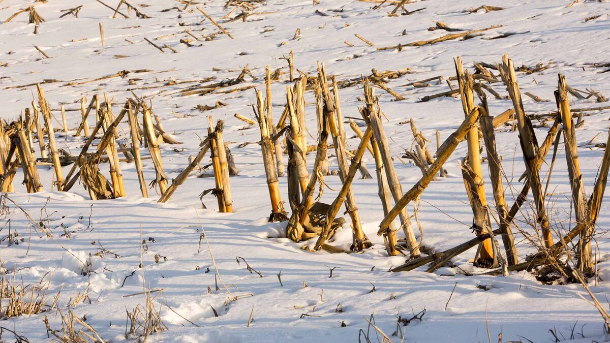 The May Sunday with a Scientist program will focus on the effects of cold and freezing temperatures on plants.