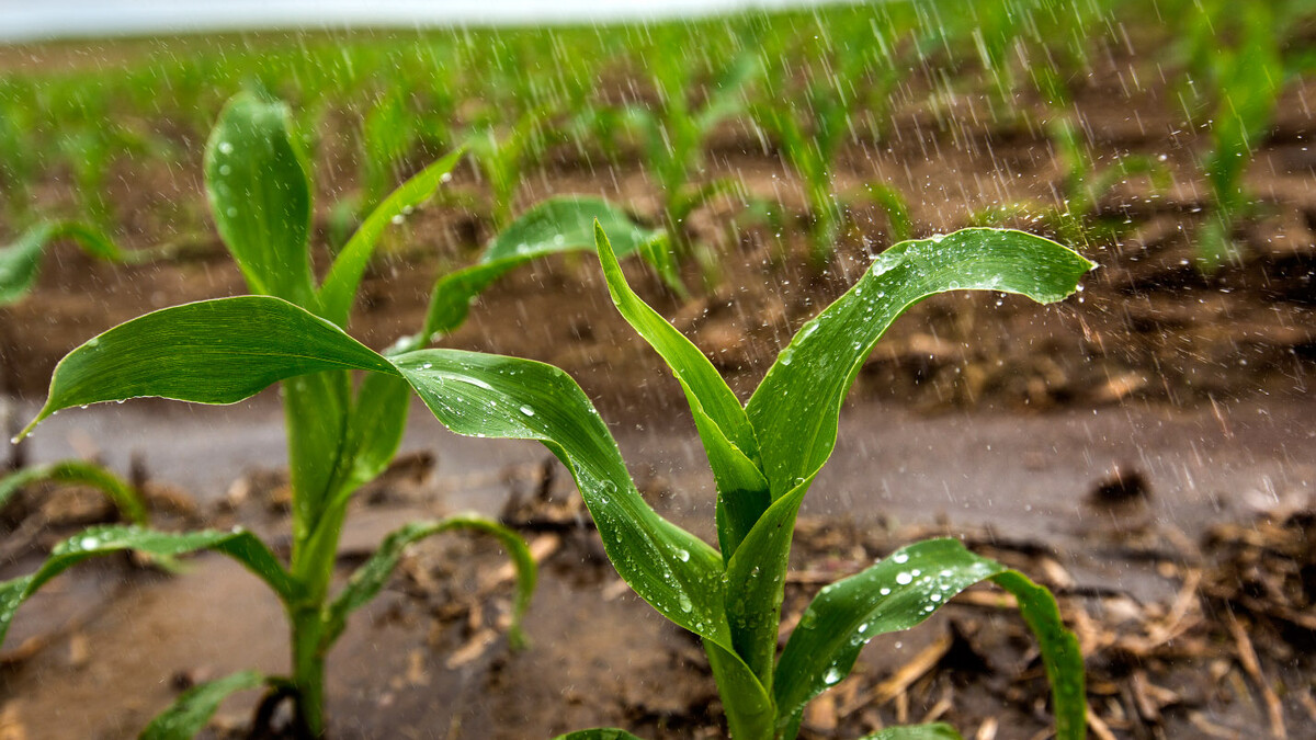 The University of Nebraska State Museum's June Sunday with a Scientist program will look at how fresh water is used for agriculture.