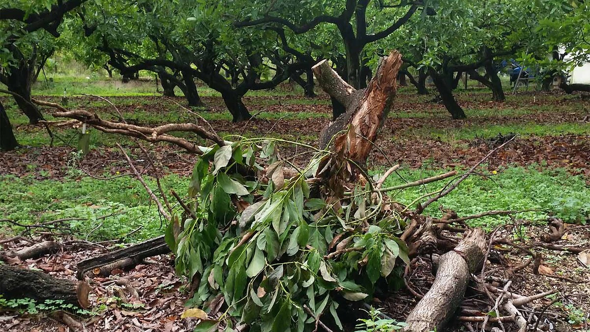 This avocado tree was cut down after being infected by laurel wilt disease, which has been killing avocado trees in the southeastern United States for almost 15 years. The fungus Raffaelea lauricola, which is transmitted by the redbay ambrosia beetle, causes the disease.