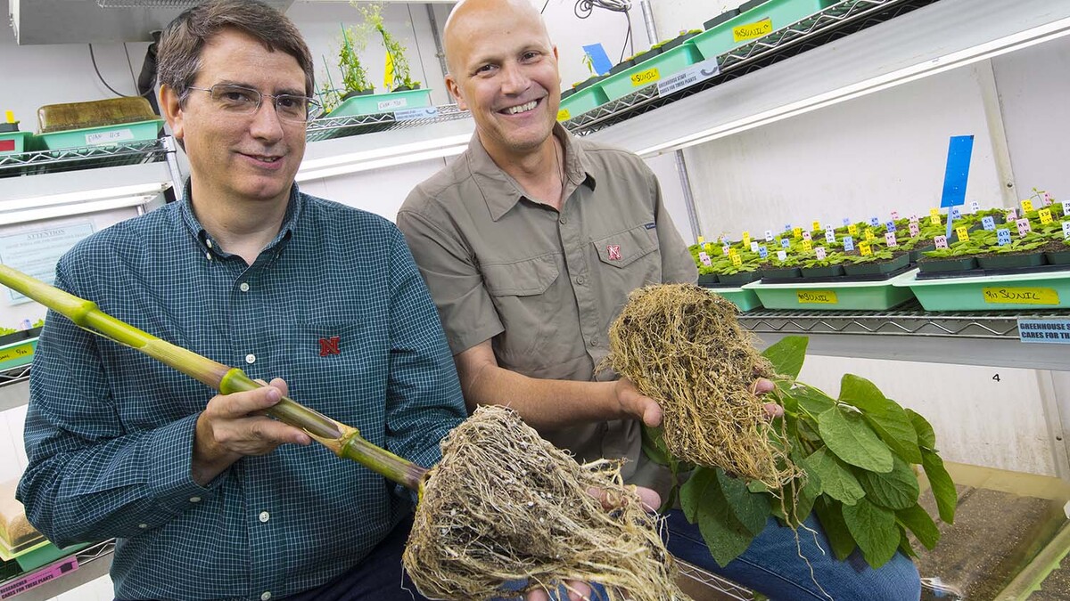 Edgar Cahoon, left, professor of biochemistry and director of UNL's Center for Plant Science Innovation, and James Alfano, professor of plant pathology at UNL, will lead a $20 million, Nebraska-based research effort to improve crop productivity.