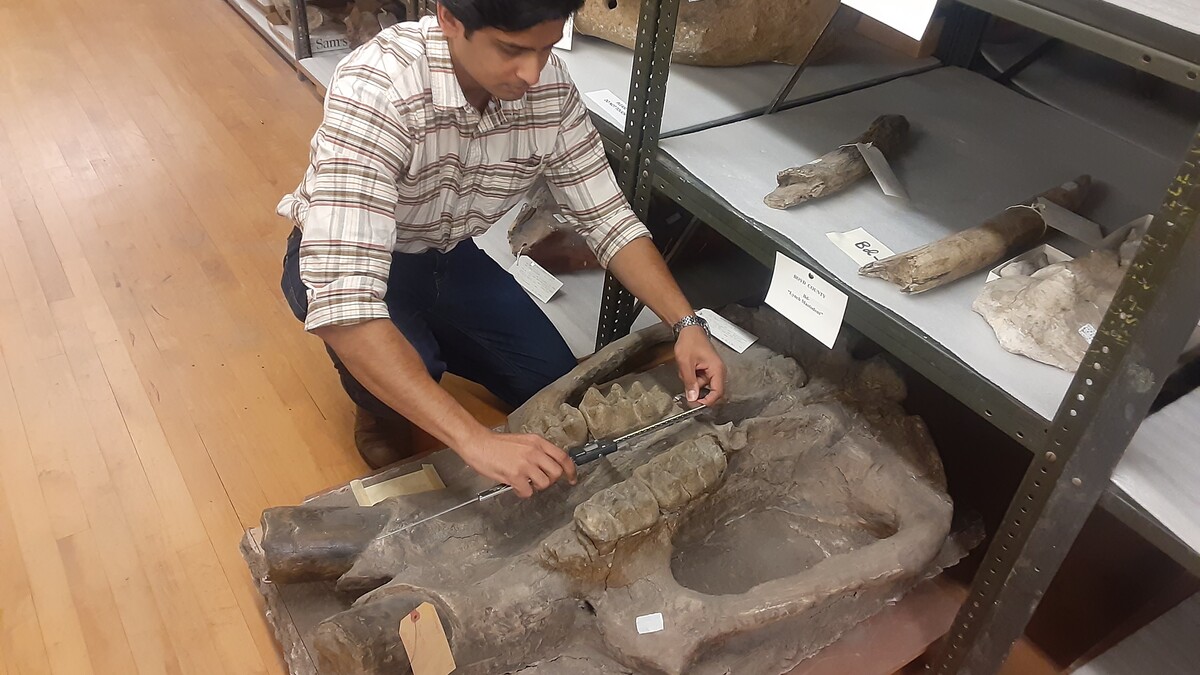 Dr. Advait Jukar with the Smithsonian Intitution's National Museum of Natural History measures the teeth of a mastodon fossil in the University of Nebraska State Museum's fossil collection kept at Nebraska Hall. 