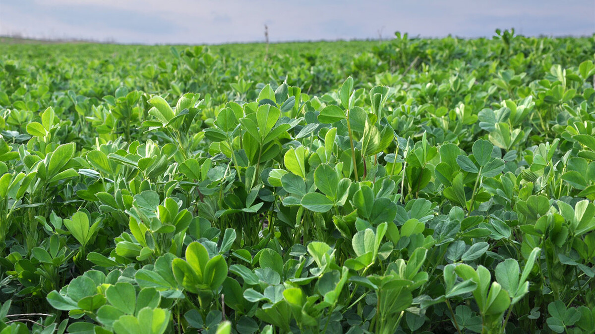 Alfalfa field