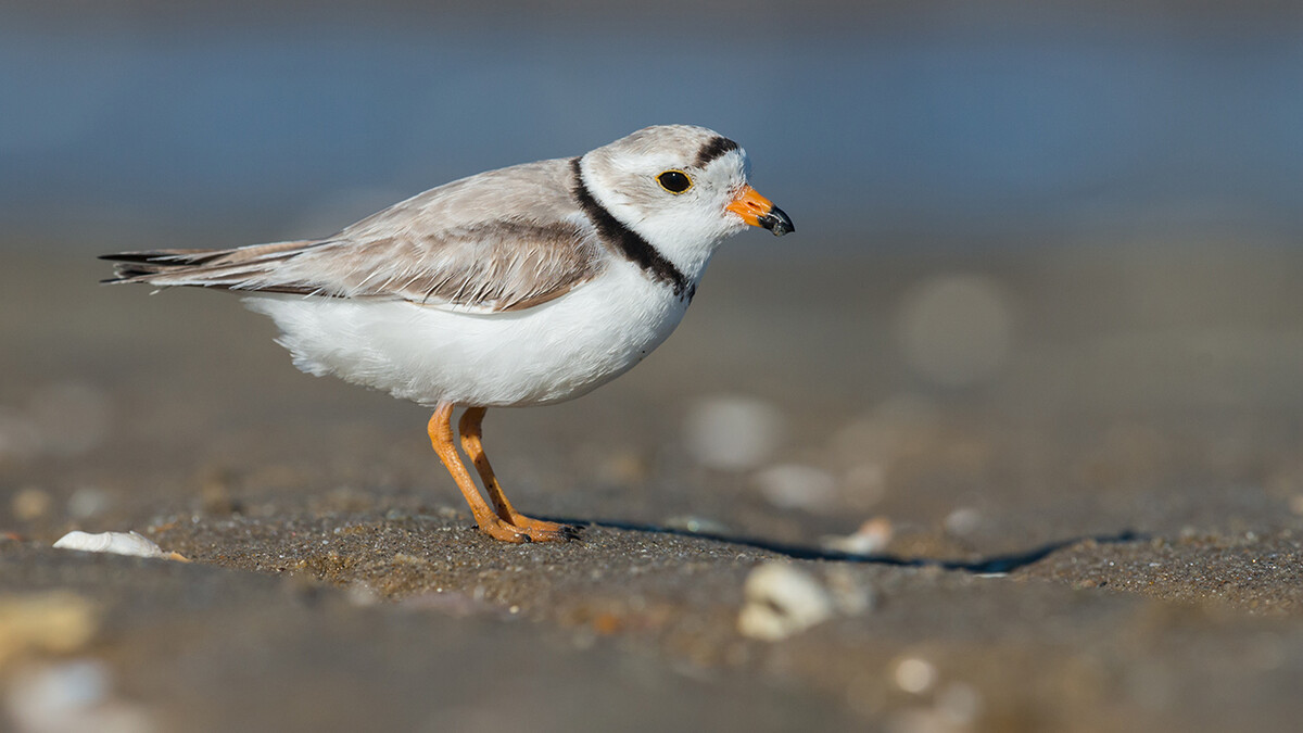 Piping plover