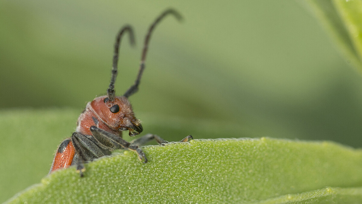 A long-horned milkweed beetle is seen on a Maximilian sunflower at Lincoln Creek Prairie near Aurora. The University of Nebraska State Museum-Morrill Hall’s new exhibition, “Hidden Prairie,” explores the diversity of life that can be found in a square meter of prairie.