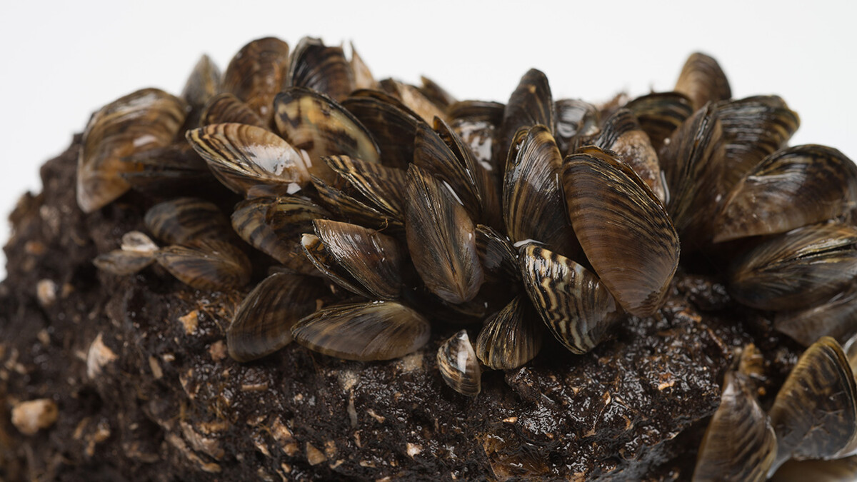 Zebra mussels