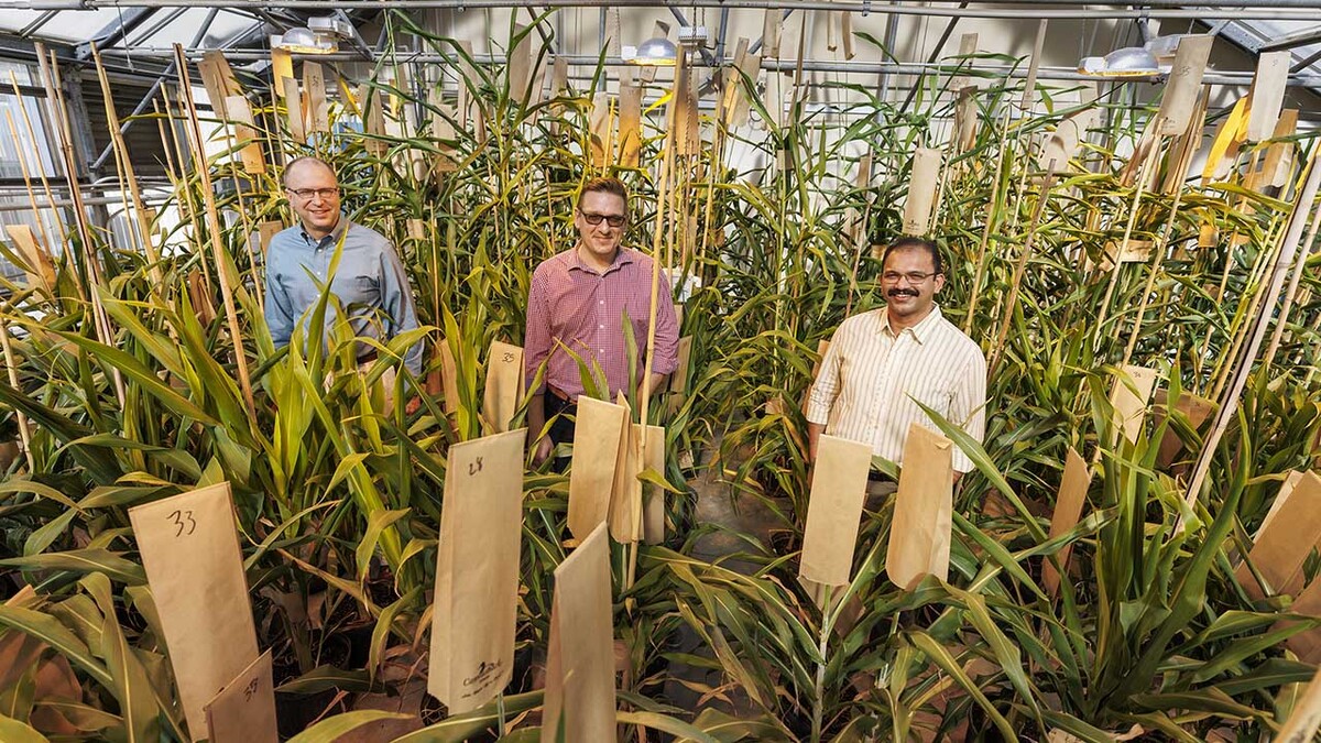 (From left) Nebraska’s Scott Sattler, Tomas Helikar and Joe Louis stand among sorghum plants.