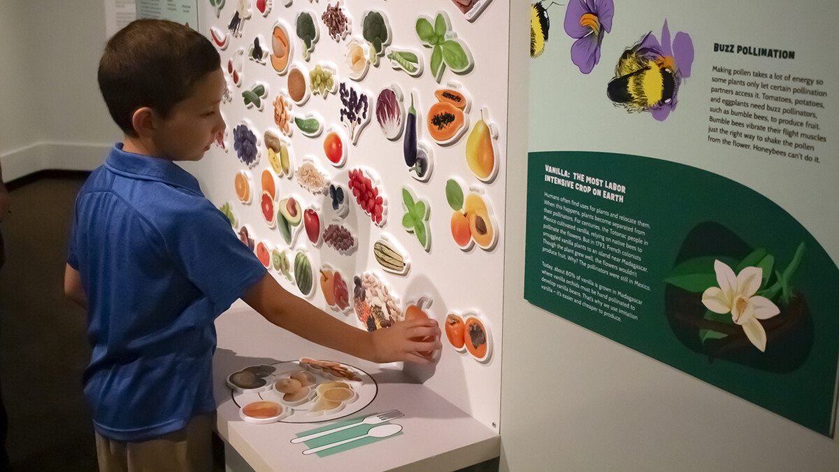 A young boy plays with cutouts of fruits and vegetables at the Operation Pollination exhibition.