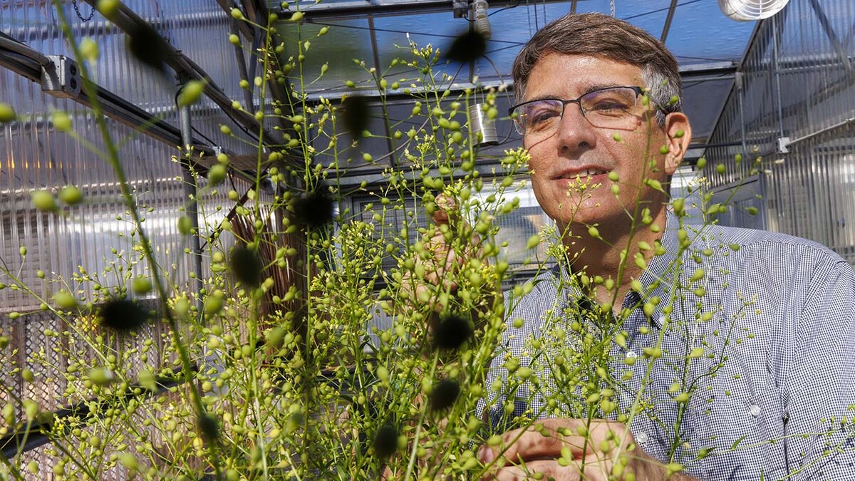 Husker biochemist Ed Cahoon poses behind a camelina plant