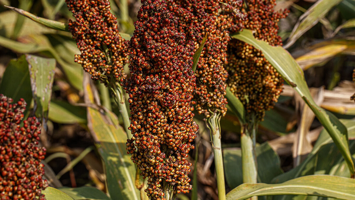 Close-up of sorghum plant