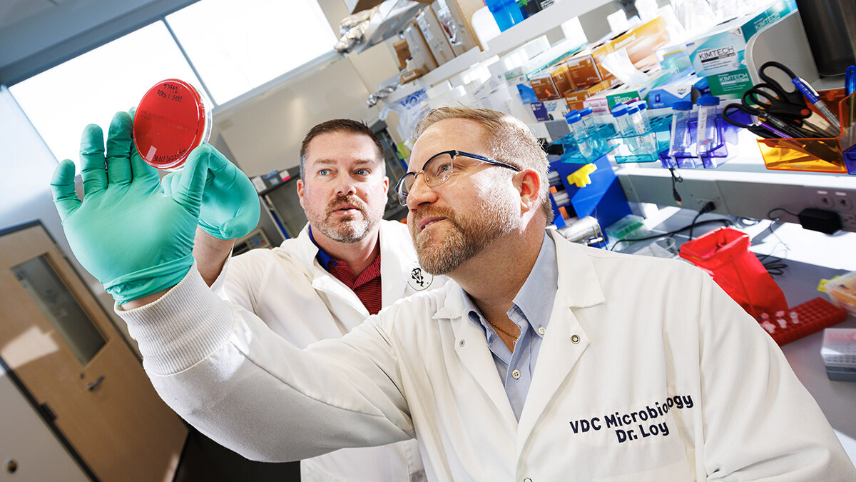 Matt Hille (left) and Dustin Loy look over a culture of Moraxella bovis in the Veterinary Diagnostic Center lab. M. bovis is the primary bacterium that causes bovine pinkeye. Hille and Loy, scientists in the School of Veterinary Medicine and Biomedical Sciences, have published significant journal articles about the disease this year.