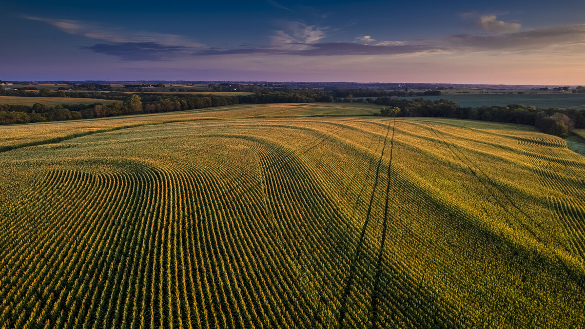 Aerial view of cornfield at sunrise