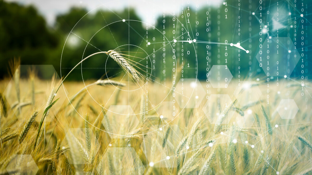 Close-up of wheat plants with binary code streaming onto them.