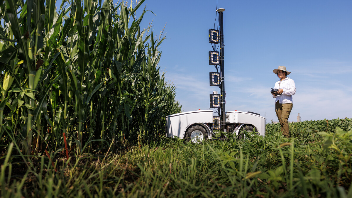 Phenobot, an IANR-created robot, measures leaf angle on corn to see how well the plant is performing photosynthesis in a field northeast of 84th and Havelock streets. Lina Lopez-Corona, a university research technician, operates the robot.