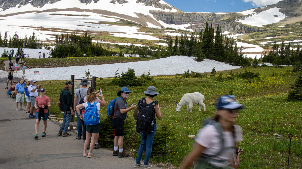 A mountain goat grazes near a trail full of tourists in Glacier National Park in Montana.