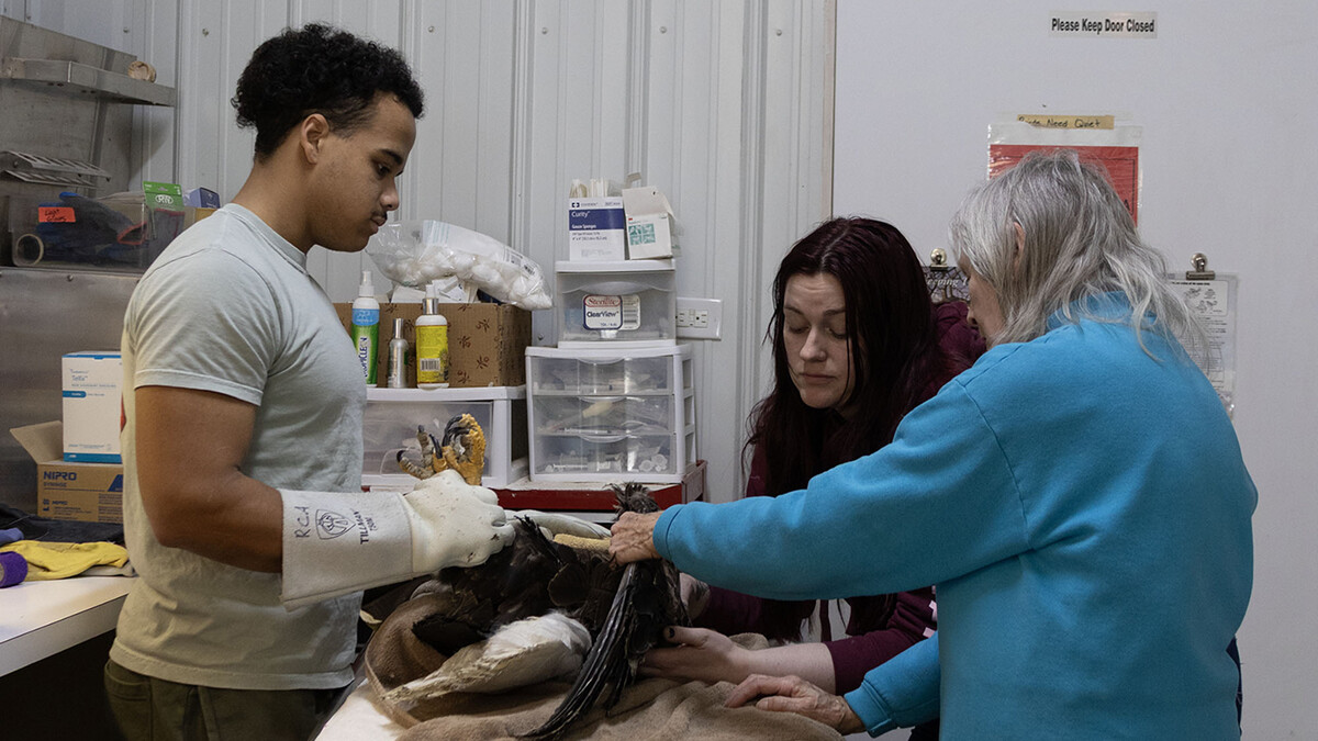 A young man, young woman and older woman examine an injured bald eagle on a table.