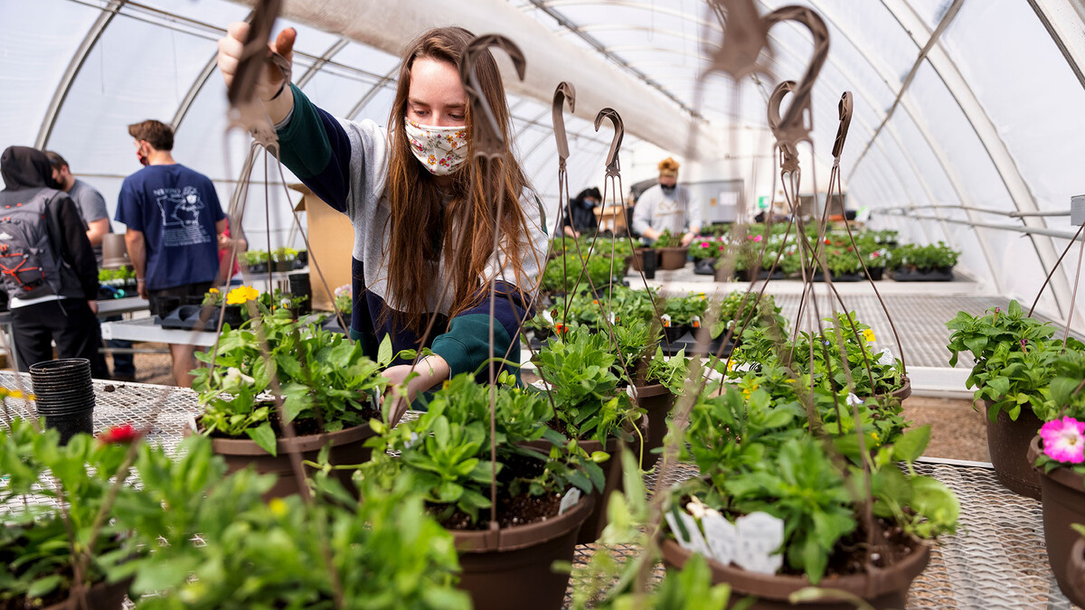 Taylor Cammack moves a finished hanging basket onto the rack so they can be watered during a club work session. Members of the horticulture club prepare plants in the greenhouses on east campus. The plants will be sold at their annual spring sale April 28