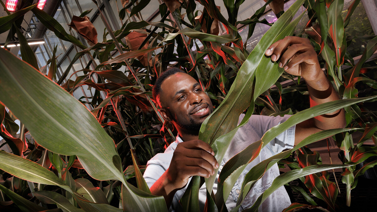 Michael Tross looks over a corn leaf growing in the Nebraska Innovation Greenhouse. Tross, a graduate student in Complex Biosystems and a member of James Schnable’s lab, spent the past semester as an intern at Google working with A.I. and agriculture.