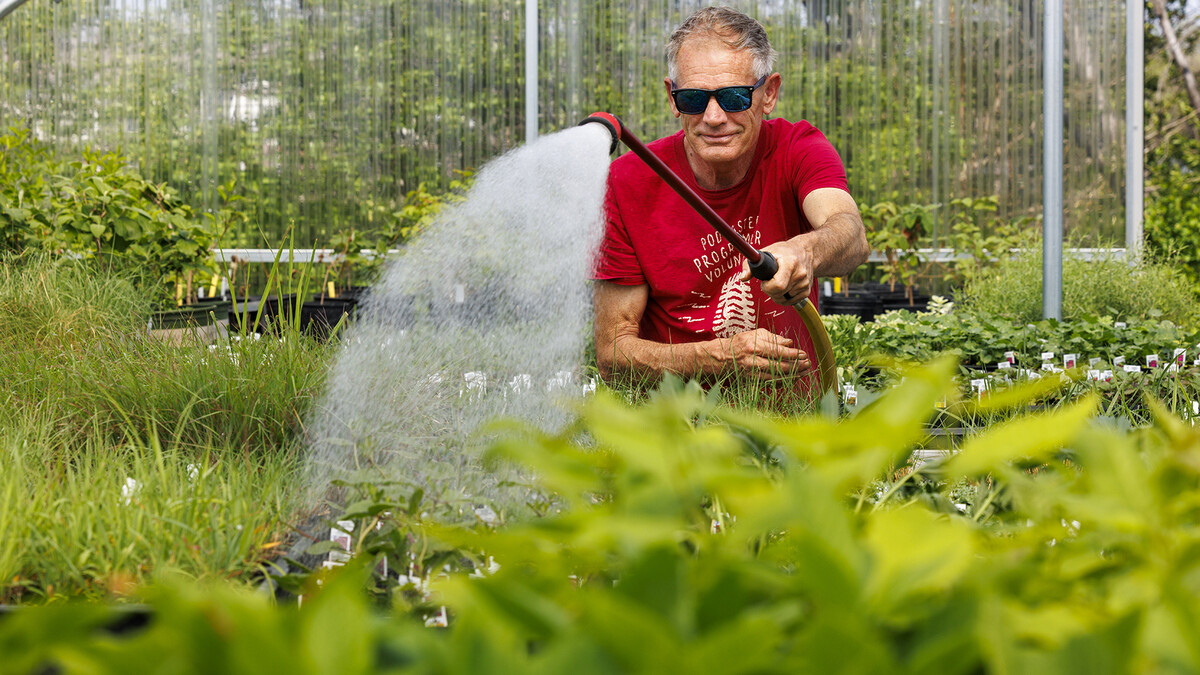Bob Henrickson, coordinator of the horticulture program, waters plants in the East Campus greenhouse on April 15, 2024.