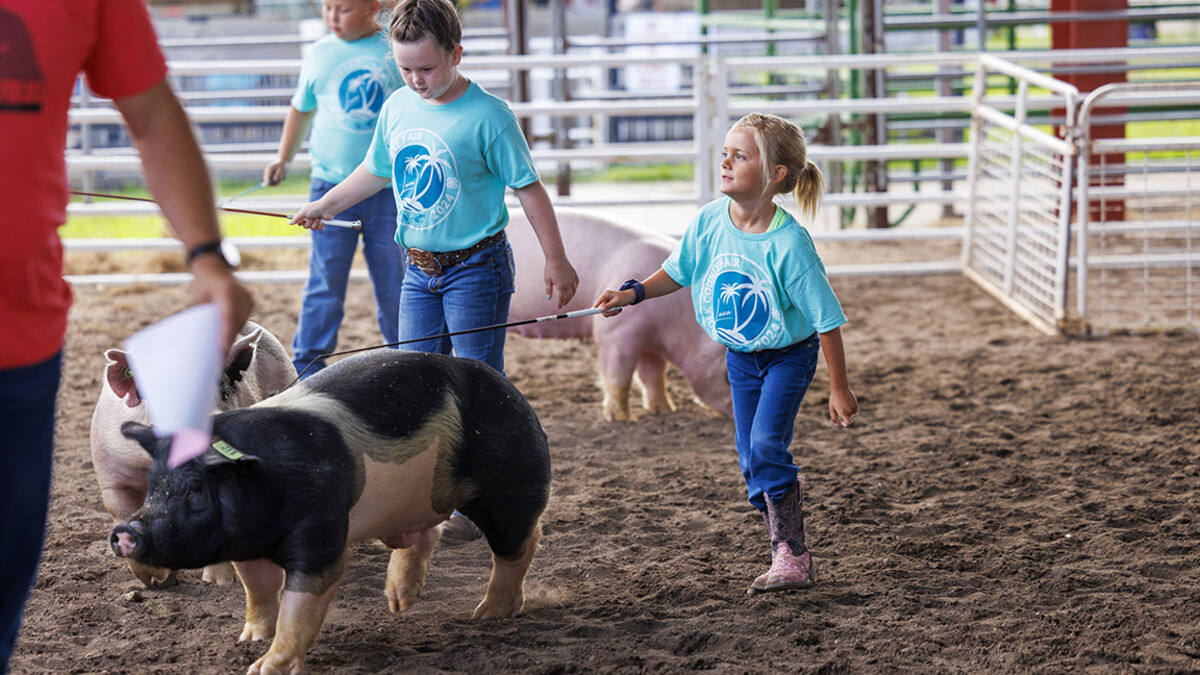 Ivy Mentink, 5, coaxes her pig around the ring during the Clover Kids competition. 4-H Polk County Fair in Osceola, Nebraska. July 19, 2024.