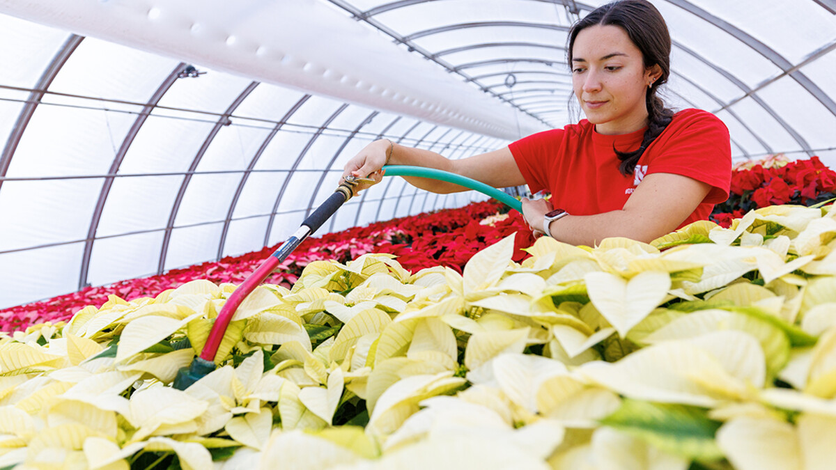 A women waters white poinsettias.