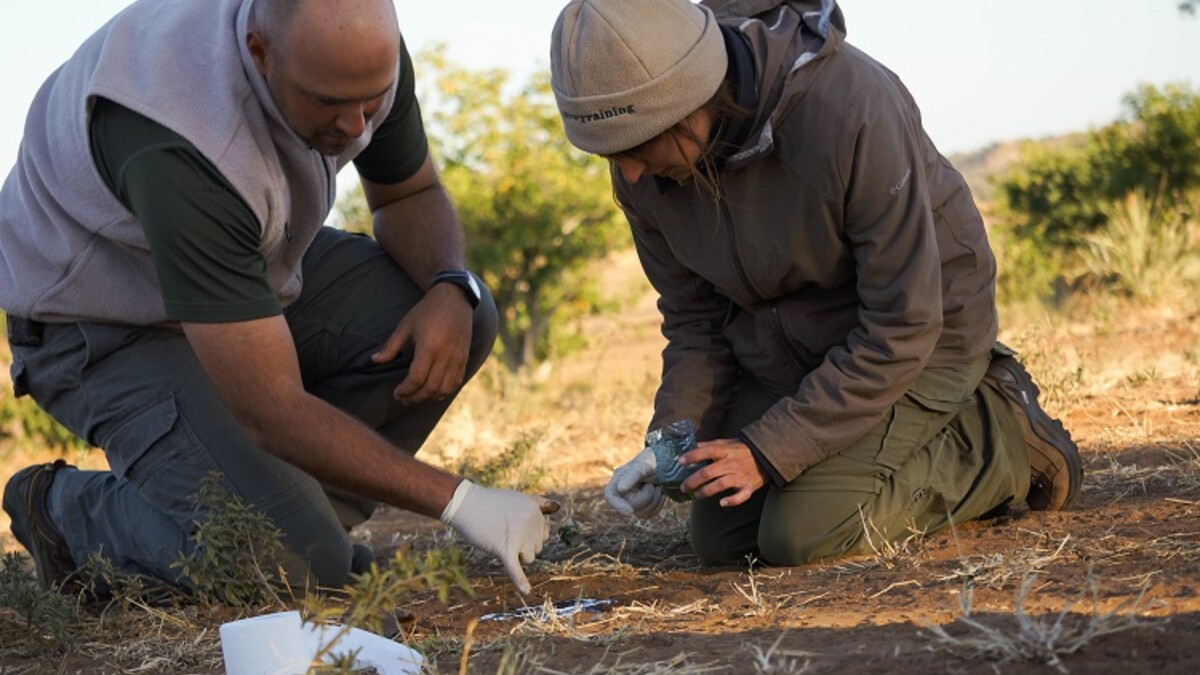 Andrei Snyman and Audra McCaslin work on casting a track of a lion footprint during the UNL study abroad trip to Botswana, Africa.