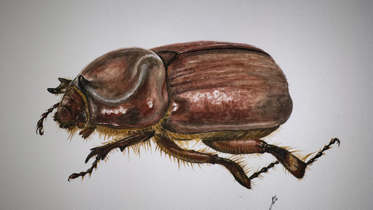 An illustration of Sartore's lesser rhino beetle.