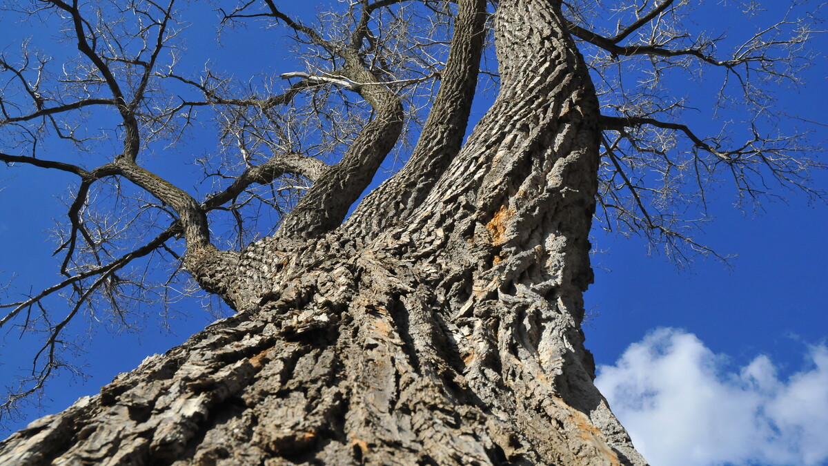 According to UNL's Bob Hendrickson, the Cottonwood tree in Maxwell Arboretum is among the top five most beautiful trees on campus.
