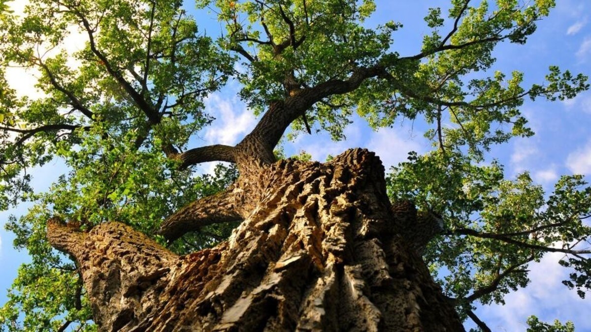 The Eastern Cottonwood located in the middle of Maxwell Arboretum. 