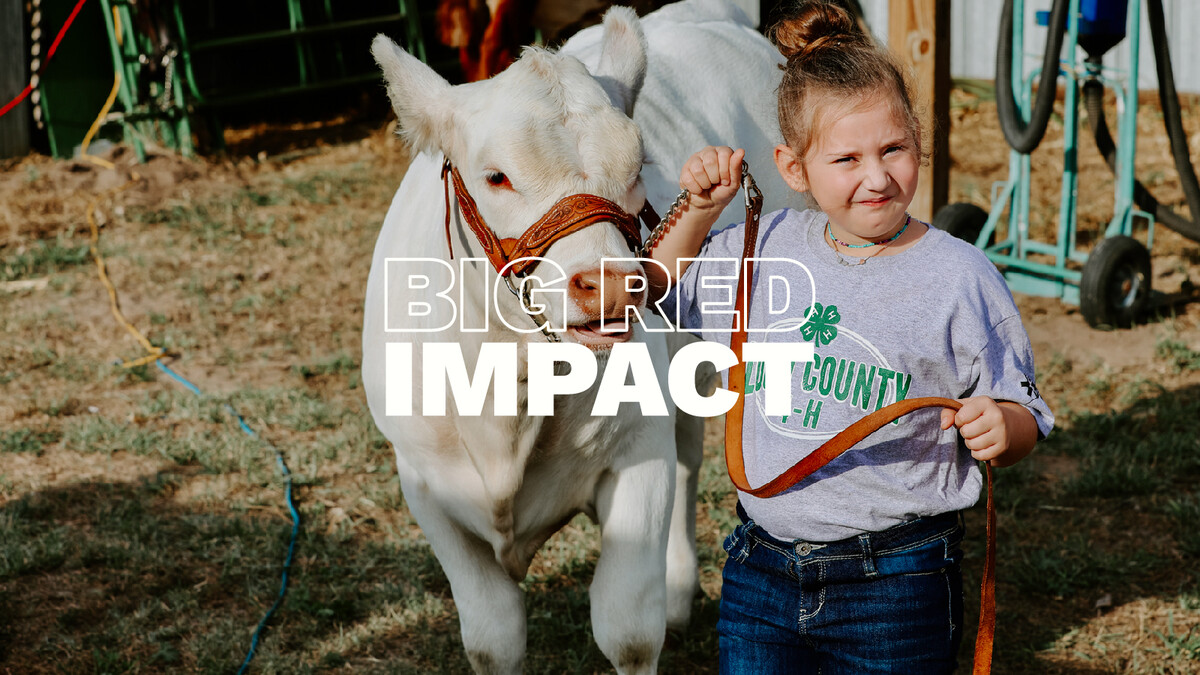 A young 4-H'er shows her cow in competition.