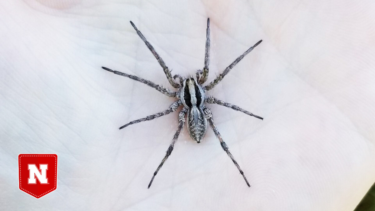 Wolf spider