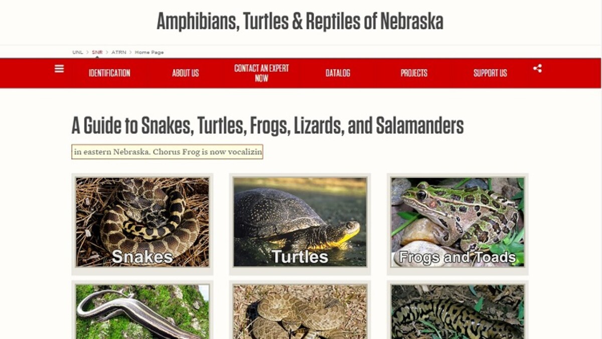 The "Amphibians, Turtles & Reptiles of Nebraska" website is managed by Dennis Ferraro and his team at UNL's School of Natural Resources.