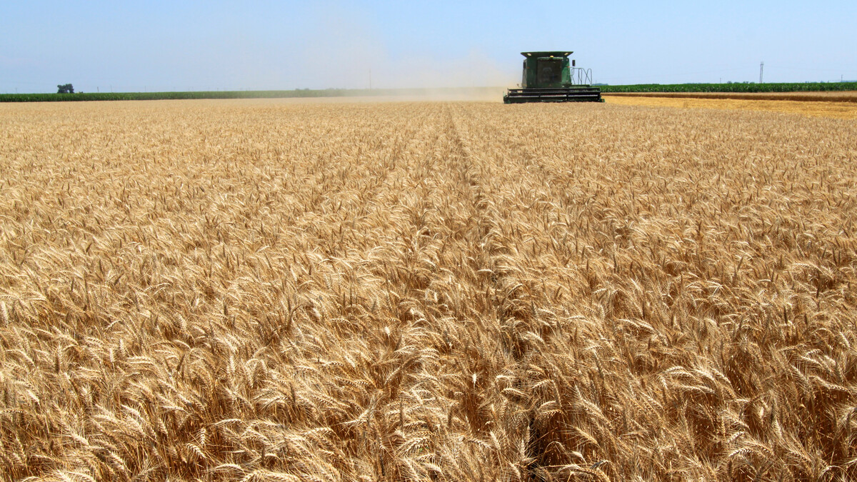 Wheat Harvest